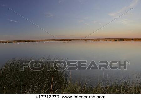 Stock Photo - sunset, swans, marshes, lake, chaplin, tundra. Fotosearch
