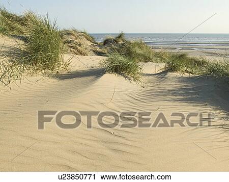Stock Image - sussex, dunes, east, sands, camber, sand. Fotosearch