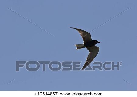tern, central, scenic, flight, black View Large Photo Image Stock Photo - tern, central, scenic, flight, black. Fotosearch