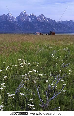 teton, barns, grand, below, meadow, old View Large Photo Image Stock Image - teton, barns, grand, below, meadow, old. Fotosearch