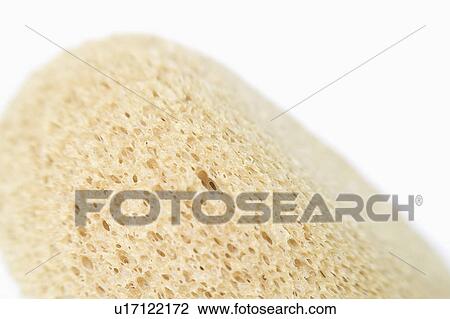 Stock Image - textures, close, bea, sponge, up, detailed. Fotosearch