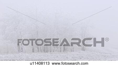 through, frostcovered, seen, grasses, trees, hoar View Large Photo Image Stock Image - through, frostcovered, seen, grasses, trees, hoar. Fotosearch