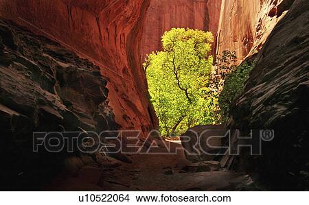 Picture - trail, metaphorical, burr, dream, spiritual, red. Fotosearch