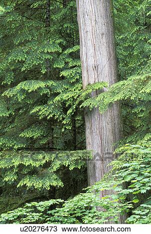 Stock Image - tree, snohomish, national, cascade, mt, forest. Fotosearch