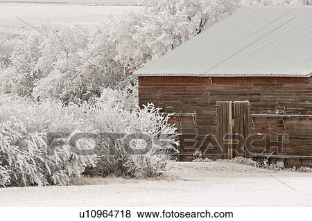 Stock Photo - trees, barn, frostcovered, hoar, surrounded, old. Fotosearch