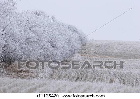 Stock Image - trees, frost, field, stubble, covering, hoar. Fotosearch
