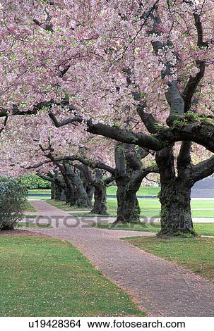 Picture - trees, seattle, king, through, tree, grass. Fotosearch