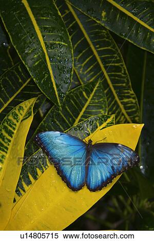 Stock Photography - tropical, morpho, rest, butterfly, croton, blue. Fotosearch
