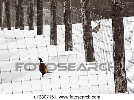 Stock Image - upland, pheasant, torquatus, colchicus, phasianus, ringnecked. Fotosearch