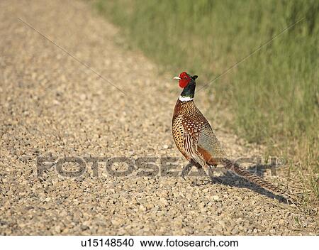 Stock Image - upland, pheasant, torquatus, colchicus, phasianus, ringnecked. Fotosearch