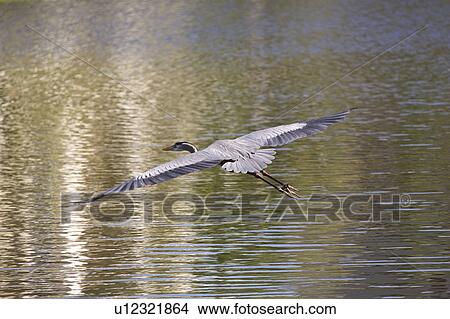 usa, blue, florida, scenic, heron, great View Large Photo Image Picture - usa, blue, florida, scenic, heron, great. Fotosearch