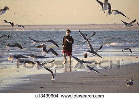 usa, chasing, florida, scenic, gulls, boy View Large Photo Image Picture - usa, chasing, florida, scenic, gulls, boy. Fotosearch