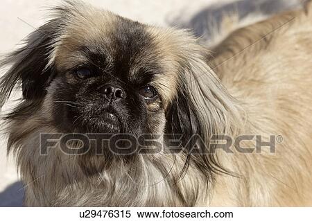 usa, dog, florida, scenic, lawn, pekinese View Large Photo Image Stock Photography - usa, dog, florida, scenic, lawn, pekinese. Fotosearch