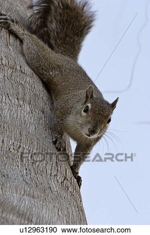 Stock Image - usa, gray, florida, scenic, squirrel, eastern. Fotosearch