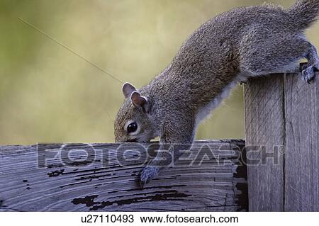 usa, gray, florida, scenic, squirrel, eastern View Large Photo Image Stock Image - usa, gray, florida, scenic, squirrel, eastern. Fotosearch