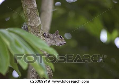 usa, gray, florida, scenic, squirrel, eastern View Large Photo Image Stock Photo - usa, gray, florida, scenic, squirrel, eastern. Fotosearch