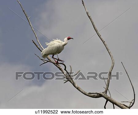 Stock Image - usa, ibis, florida, scenic, tree, white. Fotosearch