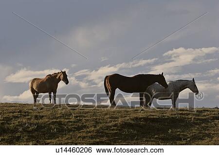 valley, blue, muddy, big, sky, horses View Large Photo Image Stock Photograph - valley, blue, muddy, big, sky, horses. Fotosearch