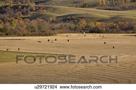 valley, straw, appelle, qu, bales, cattle View Large Photo Image Picture - valley, straw, appelle, qu, bales, cattle. Fotosearch