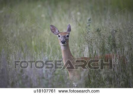 vegetation, whitetailed, tail, lying, deer, doe View Large Photo Image Stock Image - vegetation, whitetailed, tail, lying, deer, doe. Fotosearch