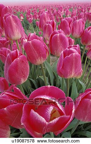 Stock Photo - vernon, pink, mt, mount, tulips, field. Fotosearch