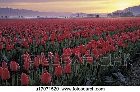 vernon, washington, growth, tulips, sunrise, crops View Large Photo Image Stock Image - vernon, washington, growth, tulips, sunrise, crops. Fotosearch