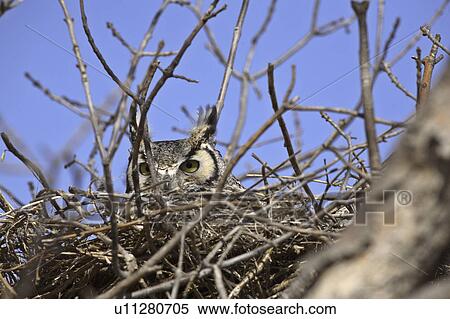 very, horned, virginianus, bubo, owl, great View Large Photo Image Stock Photography - very, horned, virginianus, bubo, owl, great. Fotosearch