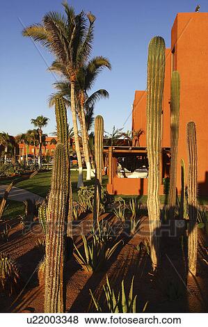 Stock Photo - view, cabos, hotel, gardens, partial. Fotosearch