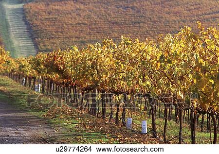 vines, valley, vineyard, wine, california, napa View Large Photo Image Picture - vines, valley, vineyard, wine, california, napa. Fotosearch