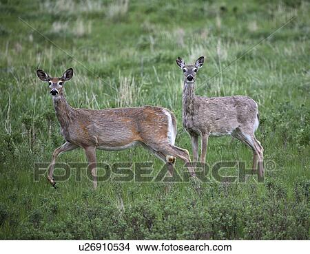 Picture - virginia, deer, known, virginiania, odocoileus, whitetailed. Fotosearch