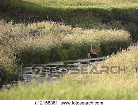 Stock Image - virginia, deer, known, virginiania, odocoileus, whitetailed. Fotosearch