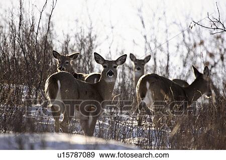 virginia, deer, known, virginiania, odocoileus, whitetailed View Large Photo Image Stock Photo - virginia, deer, known, virginiania, odocoileus, whitetailed. Fotosearch