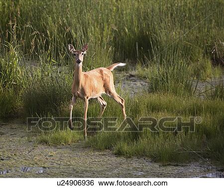 virginia, deer, known, virginiania, odocoileus, whitetailed View Large Photo Image Stock Photograph - virginia, deer, known, virginiania, odocoileus, whitetailed. Fotosearch