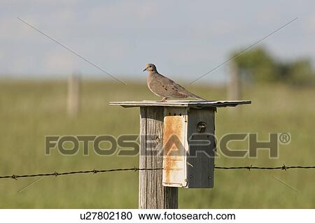 visiting, birdhouse, swallows, tree, mourning View Large Photo Image Stock Image - visiting, birdhouse, swallows, tree, mourning. Fotosearch
