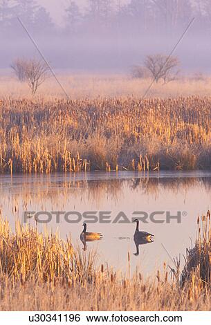 Stock Photograph - washington, fog, estuaries, estuary, morning, swamp. Fotosearch
