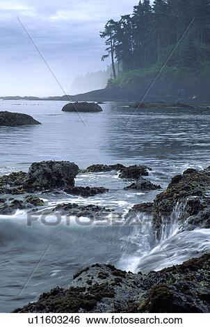 Stock Photograph - washington, forest, creek, strait, water, wa. Fotosearch