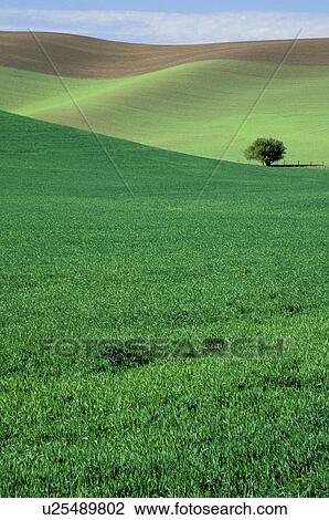 Stock Image - washington, tree, palouse, wheat, fields, lonely. Fotosearch