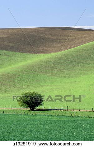 washington, tree, palouse, wheat, fields, lonely View Large Photo Image Stock Photo - washington, tree, palouse, wheat, fields, lonely. Fotosearch