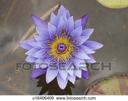 Stock Photo - water, peaceful, beautiful, lily, purple. Fotosearch