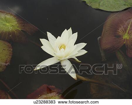Stock Image - water, peaceful, beautiful, lily, white. Fotosearch
