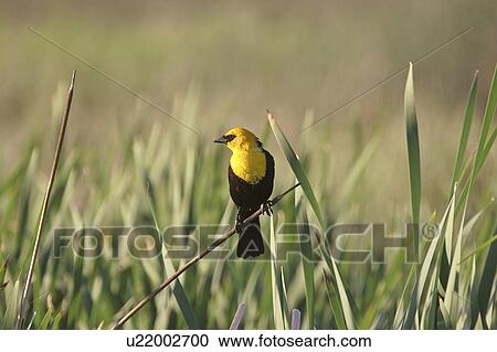 western, blackbird, saskatchewan, scenic, slough, yellowheaded View Large Photo Image Stock Image - western, blackbird, saskatchewan, scenic, slough, yellowheaded. Fotosearch