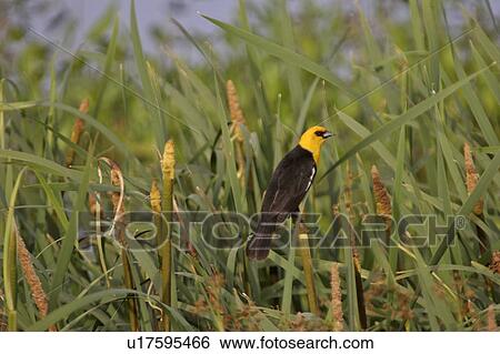 Stock Photograph - western, blackbird, saskatchewan, scenic, slough, yellowheaded. Fotosearch