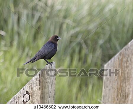 western, cowbird, saskatchewan, scenic, perched, brownheaded View Large Photo Image Stock Image - western, cowbird, saskatchewan, scenic, perched, brownheaded. Fotosearch