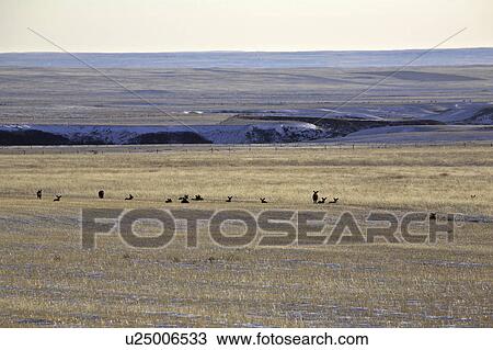 Stock Image - western, deer, habitat, hermionus, odocoileus, mule. Fotosearch