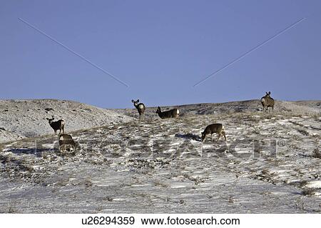 western, deer, habitat, hermionus, odocoileus, mule View Large Photo Image Stock Photo - western, deer, habitat, hermionus, odocoileus, mule. Fotosearch