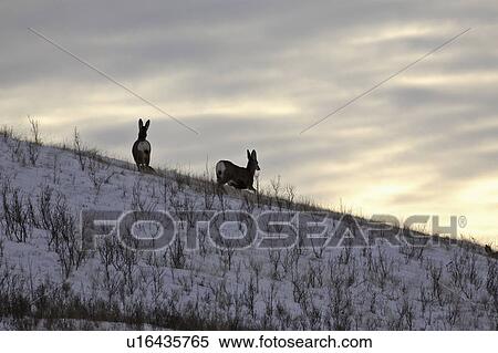 Stock Photography - western, deer, habitat, hermionus, odocoileus, mule. Fotosearch