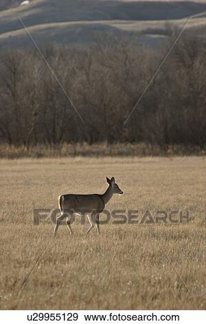 Stock Photo - western, deer, saskatchewan, scenic, field, whitetailed. Fotosearch