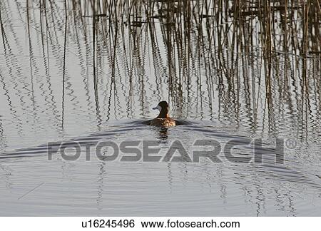 western, duck, saskatchewan, scenic, slough, ruddy View Large Photo Image Stock Photograph - western, duck, saskatchewan, scenic, slough, ruddy. Fotosearch
