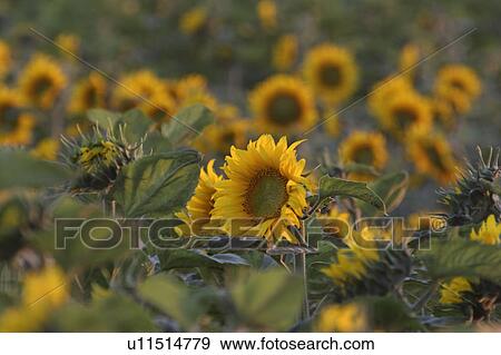 Stock Photo - western, field, saskatchewan, southern, scenic, sunflowers. Fotosearch