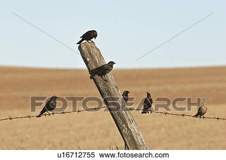 western, gathering, saskatchewan, scenic, fence, cowbirds View Large Photo Image Stock Photography - western, gathering, saskatchewan, scenic, fence, cowbirds. Fotosearch
